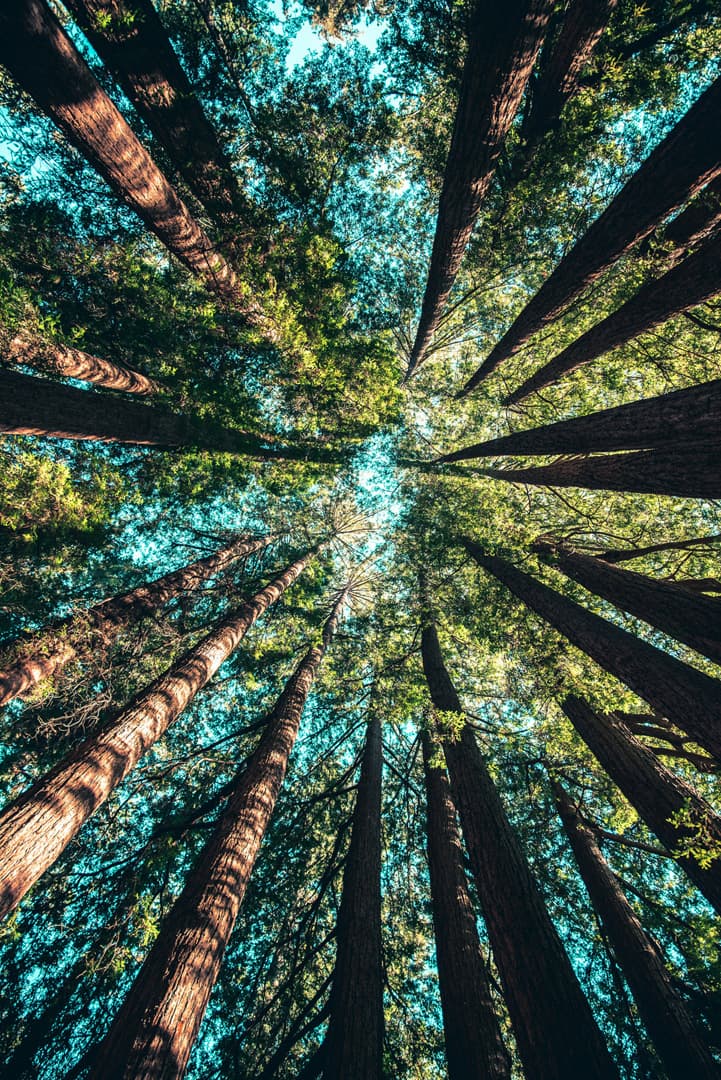 Grüne, BU und SPD lehnen die Pflanzung von 75.000 Bäumen in Ratingen ab – ein Schlag ins Gesicht für Klimaschutz und Brauchtum